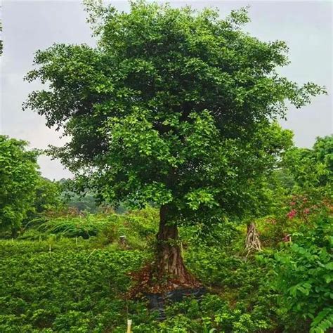 庭院 樹|十大庭院主景觀樹，看看那棵適合您的別墅院子